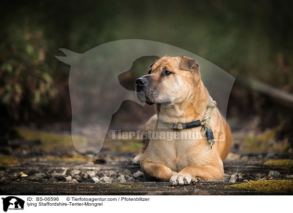 liegender Staffordshire-Terrier-Mischling / lying Staffordshire-Terrier-Mongrel / BS-06596