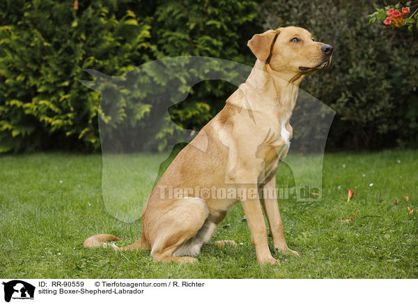 sitzender Boxer-Schferhund-Labrador / sitting Boxer-Shepherd-Labrador / RR-90559