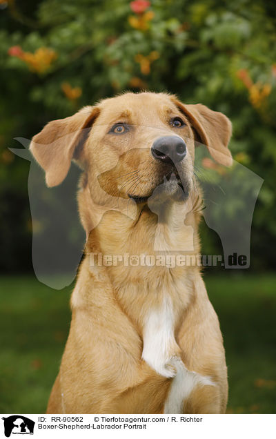 Boxer-Schferhund-Labrador Portrait / Boxer-Shepherd-Labrador Portrait / RR-90562