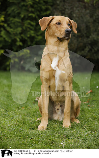 sitzender Boxer-Schferhund-Labrador / sitting Boxer-Shepherd-Labrador / RR-90564