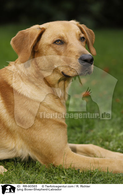 liegender Boxer-Schferhund-Labrador / lying Boxer-Shepherd-Labrador / RR-90565