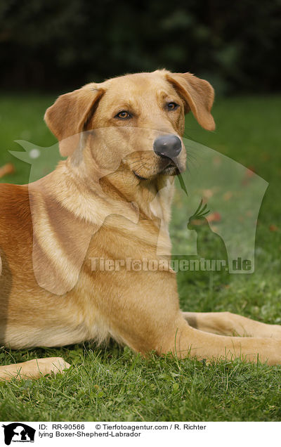liegender Boxer-Schferhund-Labrador / lying Boxer-Shepherd-Labrador / RR-90566