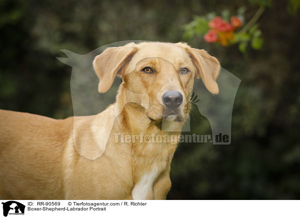 Boxer-Schferhund-Labrador Portrait / Boxer-Shepherd-Labrador Portrait / RR-90569