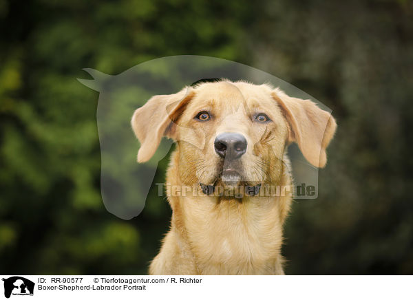 Boxer-Schferhund-Labrador Portrait / Boxer-Shepherd-Labrador Portrait / RR-90577