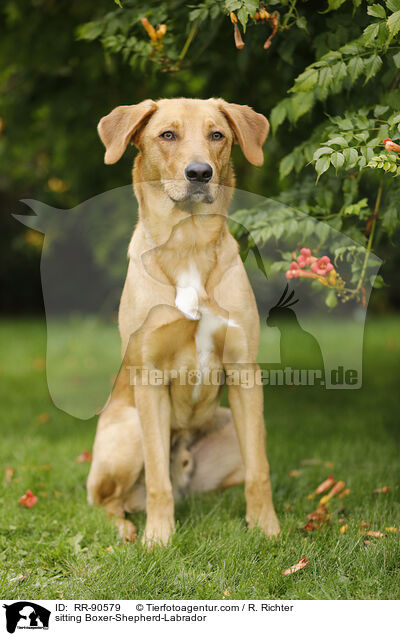 sitzender Boxer-Schferhund-Labrador / sitting Boxer-Shepherd-Labrador / RR-90579