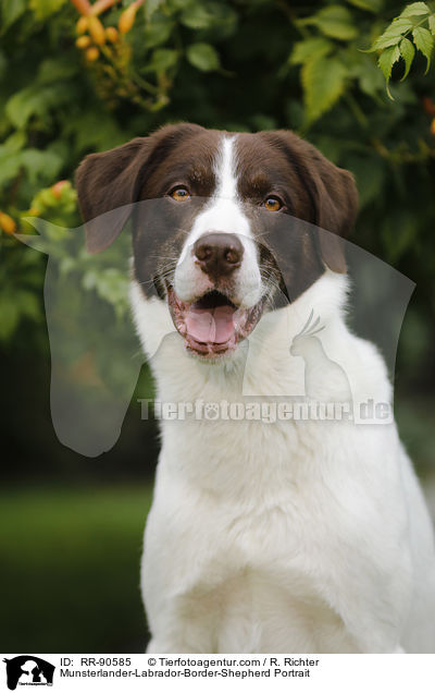 Mnsterlnder-Labrador-Border-Schferhund Portrait / Munsterlander-Labrador-Border-Shepherd Portrait / RR-90585