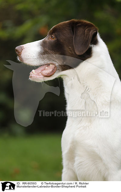 Mnsterlnder-Labrador-Border-Schferhund Portrait / Munsterlander-Labrador-Border-Shepherd Portrait / RR-90593