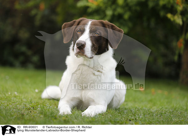 liegender Mnsterlnder-Labrador-Border-Schferhund / lying Munsterlander-Labrador-Border-Shepherd / RR-90601
