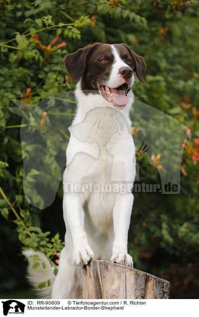 Mnsterlnder-Labrador-Border-Schferhund / Munsterlander-Labrador-Border-Shepherd / RR-90609