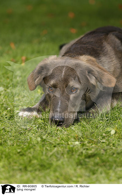 liegender Mischling / lying mongrel / RR-90865