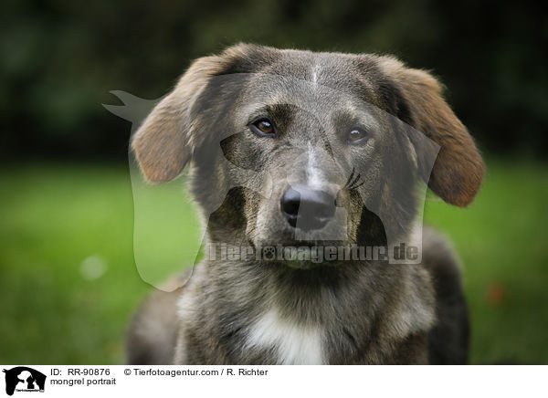 Mischling Portrait / mongrel portrait / RR-90876