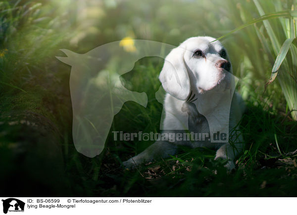 liegender Beagle-Mischling / lying Beagle-Mongrel / BS-06599