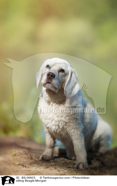 sitzender Beagle-Mischling / sitting Beagle-Mongrel / BS-06603