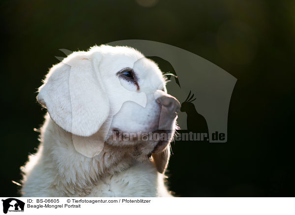 Beagle-Mischling Portrait / Beagle-Mongrel Portrait / BS-06605