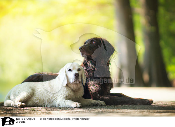 2 Hunde / 2 dogs / BS-06606