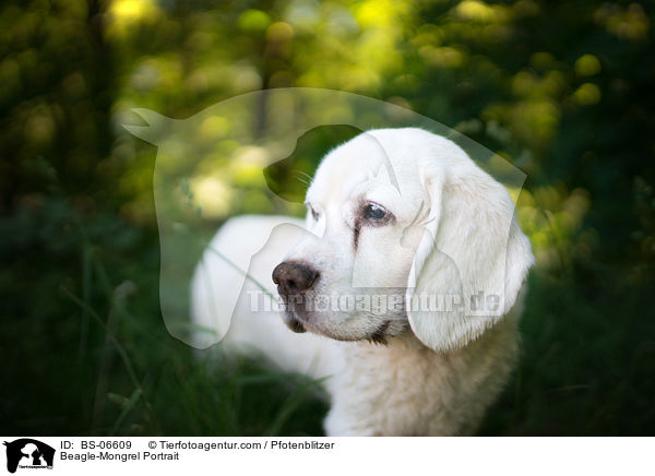 Beagle-Mischling Portrait / Beagle-Mongrel Portrait / BS-06609