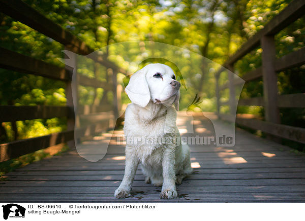 sitzender Beagle-Mischling / sitting Beagle-Mongrel / BS-06610