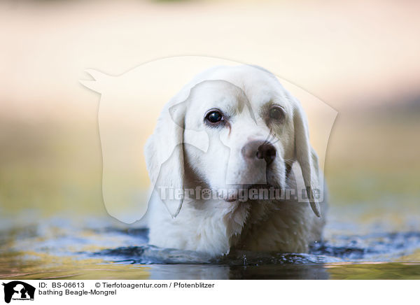 badender Beagle-Mischling / bathing Beagle-Mongrel / BS-06613
