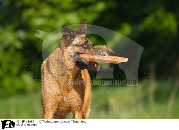 spielender Mischling / playing mongrel / IF-13085