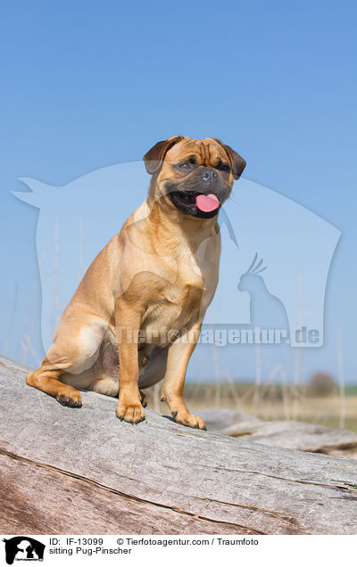 sitzender Mops-Pinscher / sitting Pug-Pinscher / IF-13099
