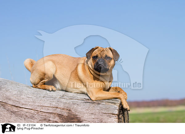 liegender Mops-Pinscher / lying Pug-Pinscher / IF-13104