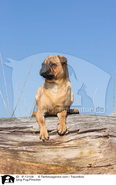 liegender Mops-Pinscher / lying Pug-Pinscher / IF-13108