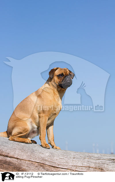 sitzender Mops-Pinscher / sitting Pug-Pinscher / IF-13112
