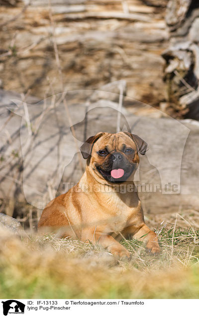 liegender Mops-Pinscher / lying Pug-Pinscher / IF-13133