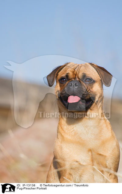 Mops-Pinscher Portrait / Pug-Pinscher Portrait / IF-13138