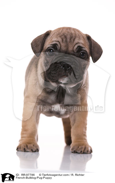Frops Welpe / French-Bulldog-Pug-Puppy / RR-97786