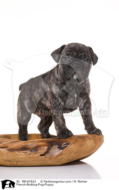 Frops Welpe / French-Bulldog-Pug-Puppy / RR-97823