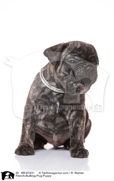 Frops Welpe / French-Bulldog-Pug-Puppy / RR-97831