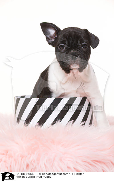 Frops Welpe / French-Bulldog-Pug-Puppy / RR-97833