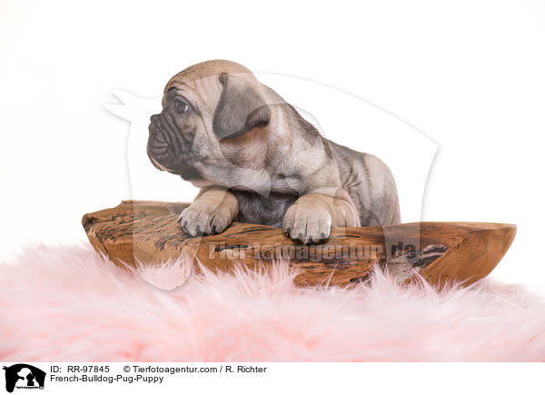 Frops Welpe / French-Bulldog-Pug-Puppy / RR-97845