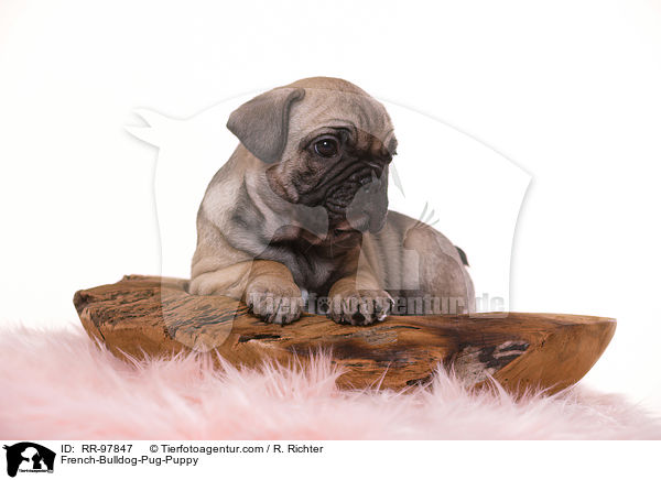 Frops Welpe / French-Bulldog-Pug-Puppy / RR-97847
