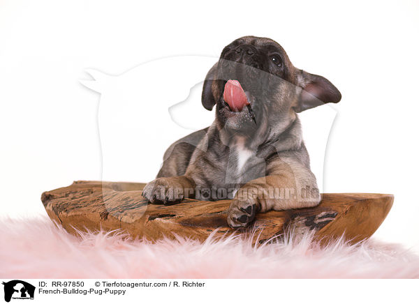 Frops Welpe / French-Bulldog-Pug-Puppy / RR-97850