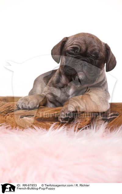 Frops Welpe / French-Bulldog-Pug-Puppy / RR-97853