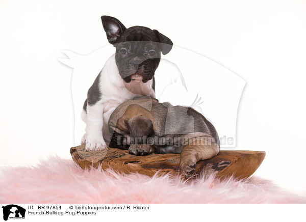 Frops Welpen / French-Bulldog-Pug-Puppies / RR-97854