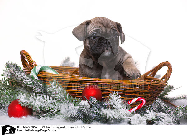 Frops Welpe / French-Bulldog-Pug-Puppy / RR-97857