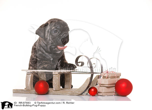 Frops Welpe / French-Bulldog-Pug-Puppy / RR-97883