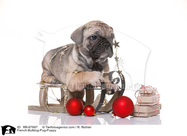 Frops Welpe / French-Bulldog-Pug-Puppy / RR-97897