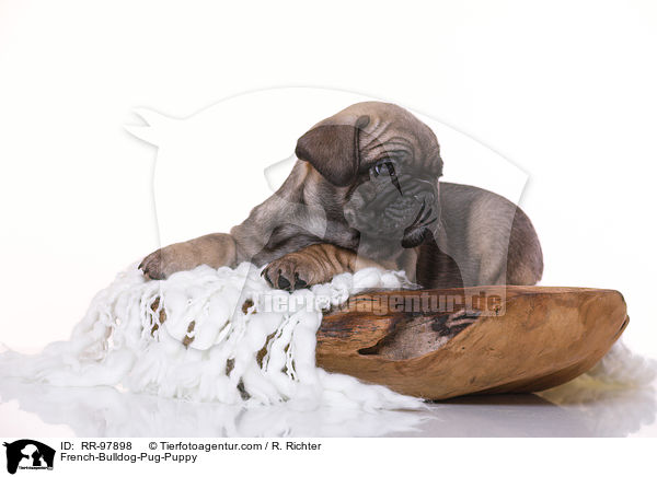 Frops Welpe / French-Bulldog-Pug-Puppy / RR-97898