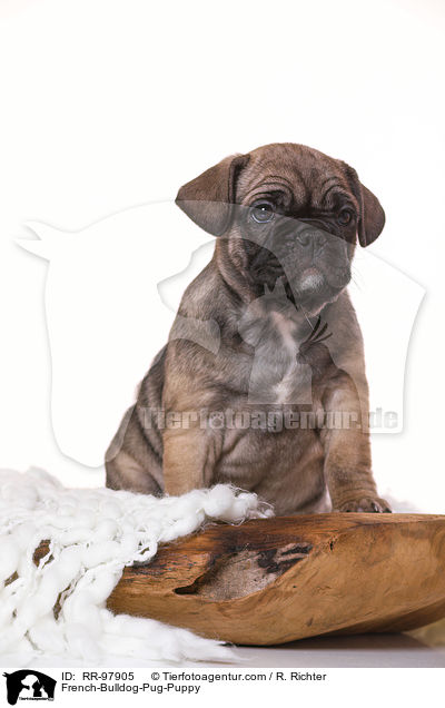 Frops Welpe / French-Bulldog-Pug-Puppy / RR-97905