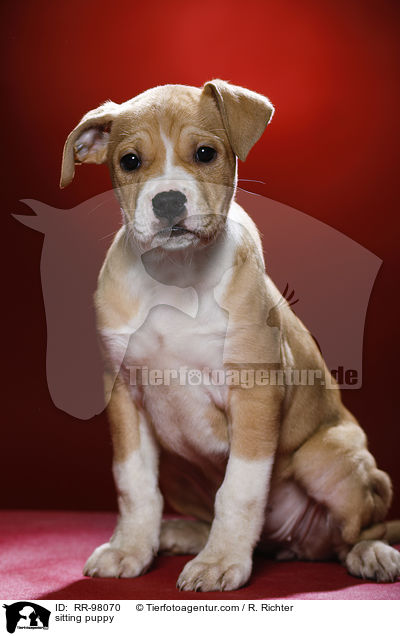 sitzender Welpe / sitting puppy / RR-98070