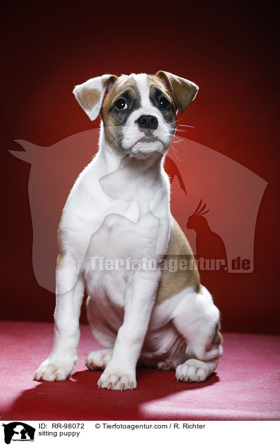 sitzender Welpe / sitting puppy / RR-98072