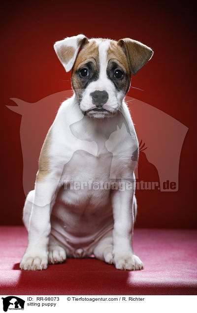 sitzender Welpe / sitting puppy / RR-98073