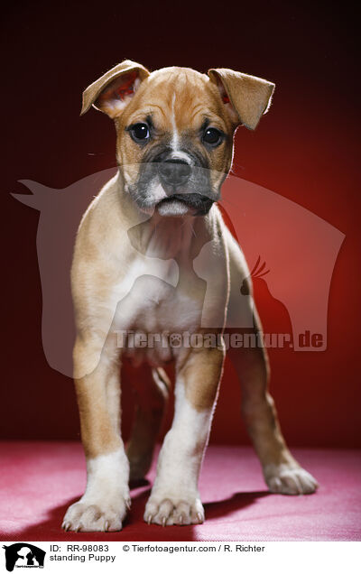 stehender Welpe / standing Puppy / RR-98083