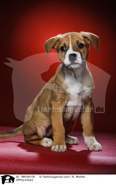 sitzender Welpe / sitting puppy / RR-98106
