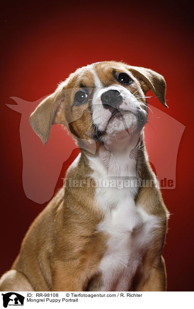 Portrait eines Mischlingswelpen / Mongrel Puppy Portrait / RR-98108