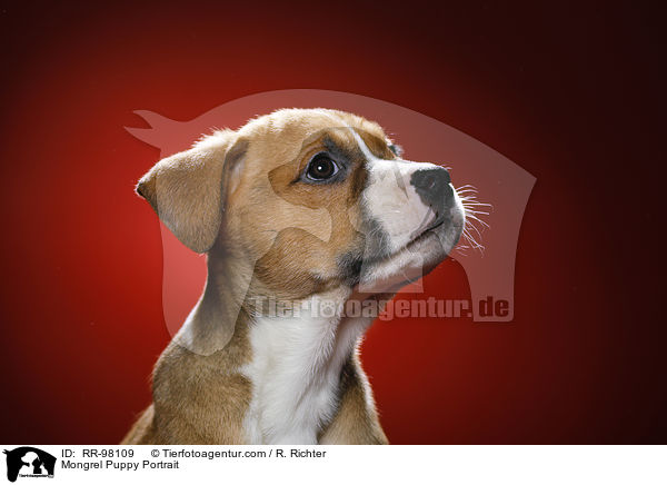 Portrait eines Mischlingswelpen / Mongrel Puppy Portrait / RR-98109